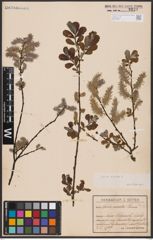 Foto von Salix aurita L.